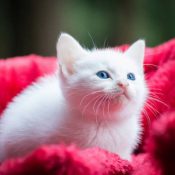 Combien ça coûte d’adopter un chaton ?